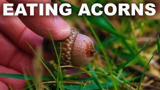 How to eat acorns but maybe dont [upl. by Brodeur]