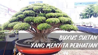 EXTRA LARGE BUXUS HARLANDII BONSAI  BUXUS HARLANDII SUPER MEWAH HADIR DI PAMNAS MEDAN BONSAI REBORN [upl. by Nanice]