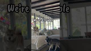 Playing Coyote Sounds To See How Dramatic Klee Kai React [upl. by Austine]