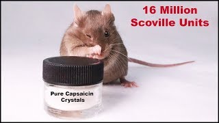 Does The Worlds Spiciest Pure Capsaicin Crystals Deter Mice Mousetrap Monday [upl. by Noslen163]