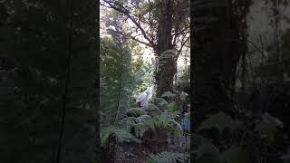 20181028 The Lost Gardens Heligan6 [upl. by Arraeic]