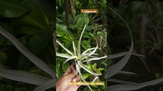 Tillandsia Chiapensis hard leafpupplants airplants airplantcare garden nature [upl. by Savadove]