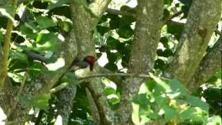 Black collared barbet calling [upl. by Frissell]