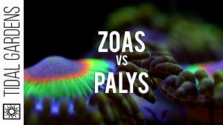 Zoanthid and Palythoa identification and taxonomy [upl. by Ariaes101]