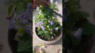 Torenia plants [upl. by Ferri]