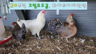 20주령 크릴로즈콤 화이트아메반탐 week 20 crele rosecombs bantam amp white ameraucana bantam [upl. by Ayekam480]