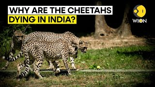 Is Indias Project Cheetah going awry Whats causing deaths of big cats [upl. by Mcmullan801]