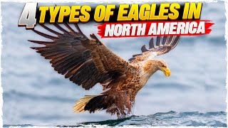 4 Types of Eagles in North America with Pictures [upl. by Billmyre]