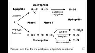 Drug Metabolism  Phase I and Phase 2 [upl. by Artened]