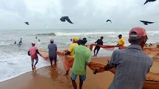 Amazing Seine Fishing Using TractorsUnbelievable Big Catch Fishing Skillnegombo1 Club Wasantha [upl. by Ferdy613]