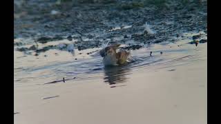 Least Sandpiper Preening [upl. by Zusman]