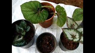 Grow Rex begonia from Root Cuttings Rex Begonia PropagationRepotting Rex Begonia care tips [upl. by Uon344]