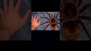 Así luce la tarántula goliat la más grande del mundo😱 viral spider araña datoscuriosos [upl. by Oreves487]