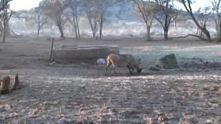 Warthog Hunting In South Africa [upl. by Balbinder]