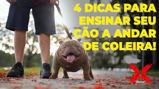 COMO ENSINAR O CACHORRO A ANDAR DE COLEIRA  4 DICAS  XB Kennel [upl. by Fleurette]