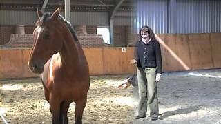 Paul de Blot ervaart systemische paardencoaching bij Caprilli Coaching amp Training [upl. by Alesandrini]