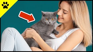 7 Tips for Raising an Affectionate Cat ❤️ [upl. by Conner]