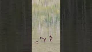 backpacking with ducklings in Glacier National Park [upl. by Ordep407]