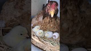 Hen hatching egg🥚 to chicks🐣 broodyhen raisingchicks chickenhatchery aseel bantams yt pet [upl. by Arul]