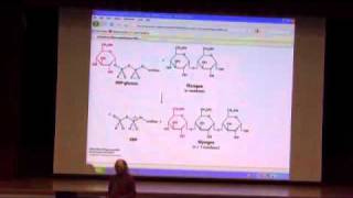 Glycogen Metabolism II [upl. by Ahmad]