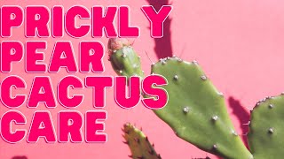 Prickly Pear Opuntia Plant Care Guide For Beginners [upl. by Eliathas]