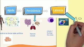 Cápsula microbiológica Citomegalovirus [upl. by Bocoj716]