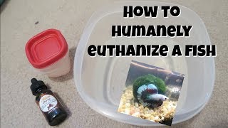 How To Humanely Euthanize a Betta Fish at Home [upl. by Berny]