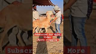 dumby eid2024 bakramandi entertainment petsvlog video dontforgettolikeandsubscribe [upl. by Nims]