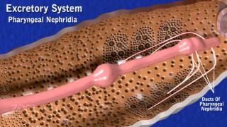 Earthworm excretory system [upl. by Aenahs77]