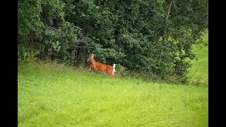 Photographie naturaliste et caméra piège en Finlande juillet 2024 [upl. by Hctim]