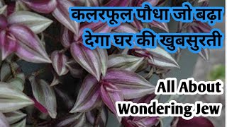 Wondering JewZebrina Plant Care and PropagationAll about Wandering Jewवन्डेरिंग ज्यू की जानकारी [upl. by Hannad]