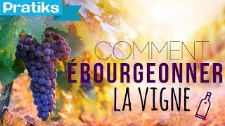 Comment ébourgeonner la vigne [upl. by Nerret]