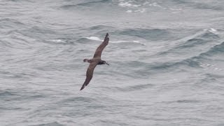 クロアシアホウドリ Blackfooted albatross [upl. by Loredana]