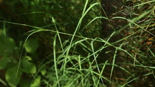 Amazing Native plants Garika Bermuda GrassCynodon dactylon [upl. by Guillermo]