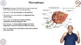 Cells of Immune System amp and its role in Host DefenseMacrophages [upl. by Anaeli]