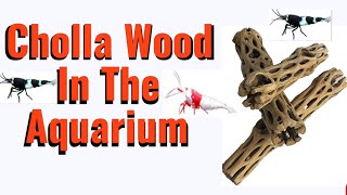 The Benefits Of Adding Cholla Wood To Your Shrimp Tank And How To Prepare It botanicalsfishtank [upl. by Homer]