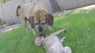 cute Pocket Puggle puppy at eight weeks [upl. by Eatnuahs]