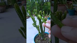 Cut amp Grow Opuntia Monacanthashorts opuntiamonacantha growth [upl. by Caye]