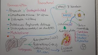 🔴 FARMACOCINÉTICA DEL PARACETAMOL ABSORCIÓN DISTRIBUCIÓN METABOLISMO Y EXCRECIÓN [upl. by Hansen]