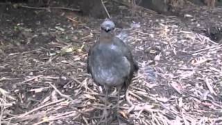 Lyrebird performs at Healesville Sanctuary [upl. by Ahswat522]