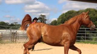 Native Horsemanship presents quotHow To Roundpenquot [upl. by Barthel]