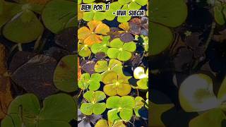 The aquatic fern Marsilea drummondii in Australian pond Brisbane vivasuecia spanishmusic ferns [upl. by Atinihs]