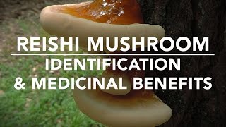 Reishi Mushroom Ganoderma tsugae Identification And Medicinal Benefits With Adam Haritan [upl. by Urbanus]