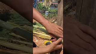 Making bamboo fence [upl. by Sophia]