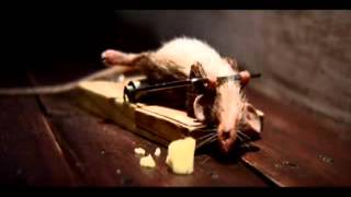 Mouse using mouse trap as benchpress [upl. by Philander189]