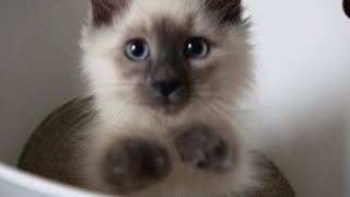 Kittens First Day Home ♥ Siberian Cat [upl. by Ssur]