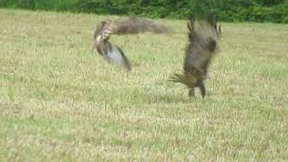 MäusebussardeCommon buzzards Buteo buteo [upl. by Leinahtan]