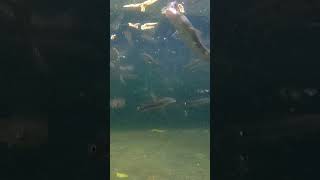 Goldline Snakehead Fish Feeding fish feeding nature fishing tank aquarium village life [upl. by Ahsaet]