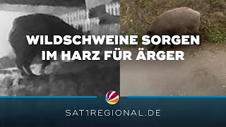 Wildschweine sorgen im Harz für Ärger [upl. by Meggie202]