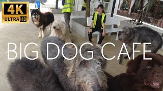 4K BIG DOG CAFE Bangkok Friendly Giant Size Dogs [upl. by Jarlath]